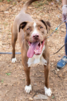 Rescue Mixed Breed Dogs for Adoption in Chamblee, Georgia - Yakko Warner - IN FOSTER | PetCurious