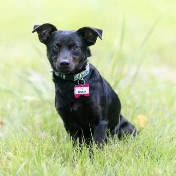 Audrey -  Feist and Mixed Breed Dog for Adoption in Wake Forest, North Carolina - Audrey | PetCurious