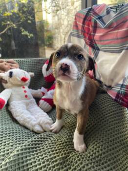 Australian Shepherd Dogs Available for Adoption - The Princess And The Frog (Jazz) | PetCurious