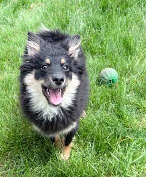 Pomeranian and Mixed Breed Dogs Available for Adoption in Lagrange, Indiana - Flownder | PetCurious