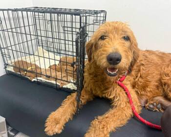 Sage -  Golden Retriever and Standard Poodle Dog for Adoption in Corona, California - Sage | PetCurious