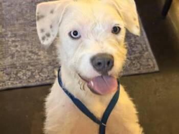 Waffles -  Mixed Breed Dog for Adoption in Memphis, Tennessee - Waffles | PetCurious
