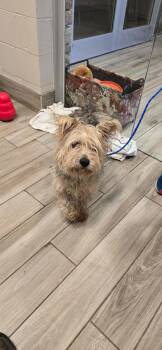 Rescue Yorkshire Terrier Dogs for Adoption in Lindenhurst, New York - 25-357 | PetCurious
