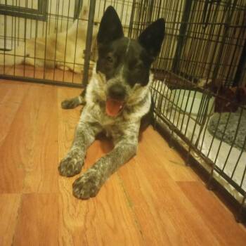 Rescue Australian Cattle Dog Blue Heeler Dogs for Adoption in San Juan Bautista, California - Razzel Dazzel | PetCurious