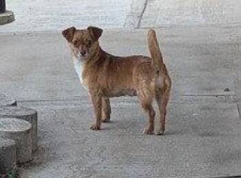 Chihuahua Dogs Available for Adoption - Vija #1 | PetCurious