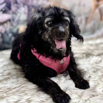 Rescue Retriever and Mixed Breed Dogs for Adoption in Wichita, Kansas - Georgie | PetCurious