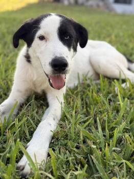 Charlie -  Border Collie Dog for Adoption in Harlingen, Texas - Charlie | PetCurious