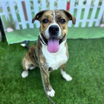 BUTTONS -  Pit Bull Terrier Dog for Adoption in Long Beach, California - BUTTONS | PetCurious