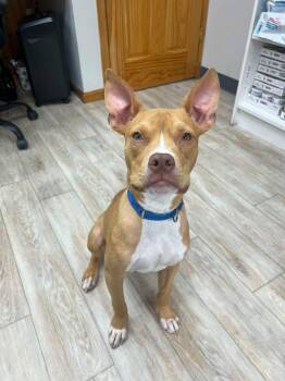 Ron -  Mixed Breed Dog for Adoption in Highland, New York - Ron | PetCurious