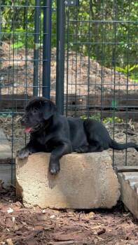 Labrador Retriever and Mixed Breed Dogs Available for Adoption in Broomfield, Colorado - Comeause / Darth Vader | PetCurious