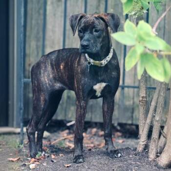 Rescue Boxer and Hound Dogs for Adoption in Libertyville, Illinois - Scarlett | PetCurious