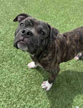 American Bulldog Dogs Available for Adoption in Long Beach, New York - Brew | PetCurious