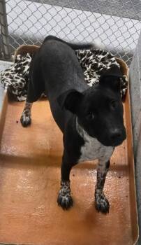 KALI AKA KAHLUA -  Pointer and Black Labrador Retriever Dog for Adoption in Reed City, Michigan - KALI AKA KAHLUA | PetCurious