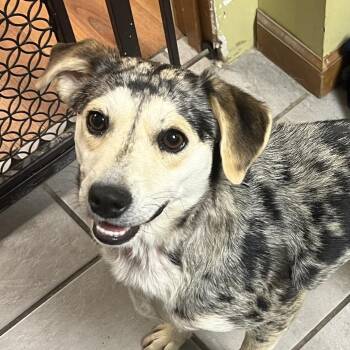 Mixed Breed Dogs Available for Adoption in Corbin, Kentucky - Cookie | PetCurious