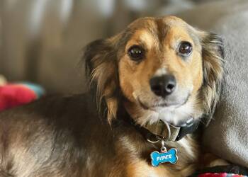 Piper -  Dachshund and Spaniel Dog for Adoption in West Palm Beach, Florida - Piper | PetCurious