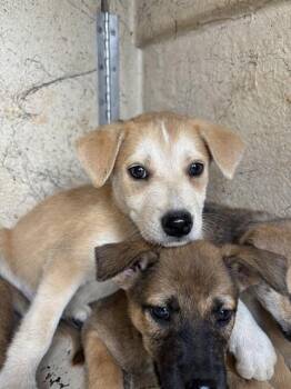 A478165 -  Black Mouth Cur and Mixed Breed Dog for Adoption in Oklahoma City, Oklahoma - A478165 | PetCurious