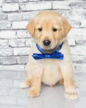 Leonard -  Labrador Retriever and Retriever Dog for Adoption in Tuscaloosa, Alabama - Leonard | PetCurious