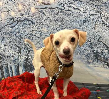 Rescue Chihuahua Dogs for Adoption in Newberg, Oregon - Zero | PetCurious