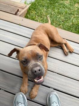 Boxer Dogs Available for Adoption - Peony | PetCurious