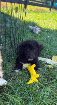 Charlie -  Goldendoodle Dog for Adoption in Lexington, Kentucky - Charlie | PetCurious