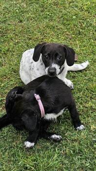 Dachshund and Cairn Terrier Dogs Available for Adoption in Garland, Texas - Shiloh  | PetCurious