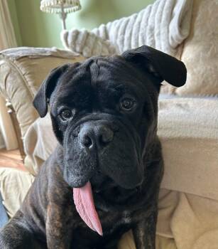 Bullmastiff Dogs Available for Adoption - Oliver | PetCurious