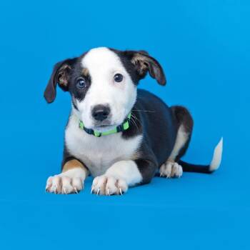 Breakfast Burrito -  Mixed Breed Dog for Adoption in Franklin, Tennessee - Breakfast Burrito | PetCurious