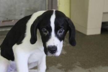 Squirt -  Great Pyrenees and Mixed Breed Dog for Adoption in Kansas City, Missouri - Squirt | PetCurious