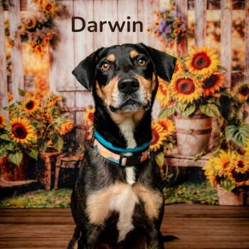Darwin -  Hound and Mixed Breed Dog for Adoption in Oak Ridge, Tennessee - Darwin | PetCurious