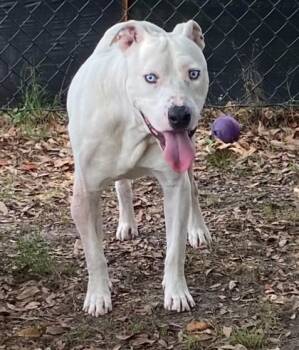 Lazy Smurf (HW+) -  Terrier and Mixed Breed Dog Available for Adoption in Conway, South Carolina - Lazy Smurf (HW+) | PetCurious