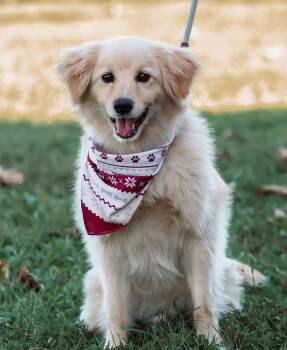 Australian Shepherd Dogs Available for Adoption - Cooper | PetCurious