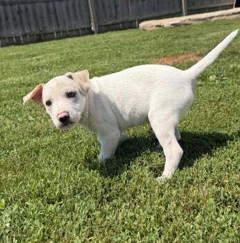 Delaware : Clayton -  Jack Russell Terrier and Mixed Breed Dog for Adoption in Aurora, Indiana - Delaware : Clayton | PetCurious