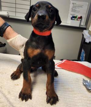 Hella -  Doberman Pinscher Dog for Adoption in Oakland, California - Hella | PetCurious