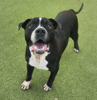 Lupe Fiasco -  Mixed Breed and American Bulldog Dog for Adoption in Austin, Texas - Lupe Fiasco | PetCurious