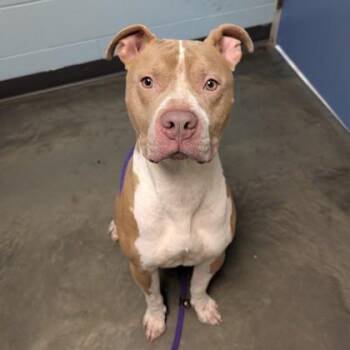 Rescue Mixed Breed Dogs for Adoption in Dekalb, Illinois - Keg | PetCurious