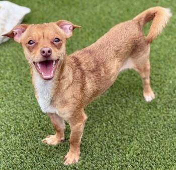 Rescue Chihuahua Dogs for Adoption in Hondo, Texas - Magpie - Friendly Happy Girl | PetCurious