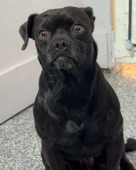 Rolo -  Pug Dog for Adoption in Las Vegas, Nevada - Rolo | PetCurious