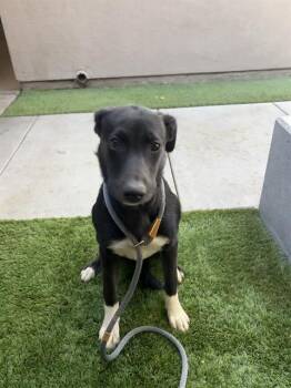 MAFIOSA -  German Shepherd Dog and Mixed Breed Dog for Adoption in San Jose, California - MAFIOSA | PetCurious
