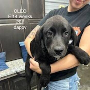 Black Labrador Retriever Dogs Available for Adoption in Princeton, Kentucky - Cleo | PetCurious