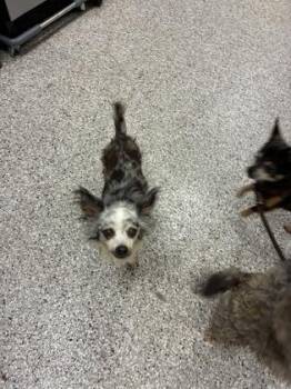 merle haggard -  Chihuahua and Mixed Breed Dog for Adoption in Gastonia, North Carolina - Merle Haggard | PetCurious