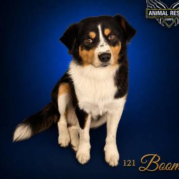 Boomer -  Mixed Breed Dog for Adoption in Dekalb, Illinois - Boomer | PetCurious
