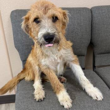 Irish Terrier Dogs Available for Adoption in Cleveland, Mississippi - Travis Barker | PetCurious