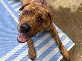 Pit Bull Terrier and Mixed Breed Dogs Available for Adoption - AMBROSE | PetCurious