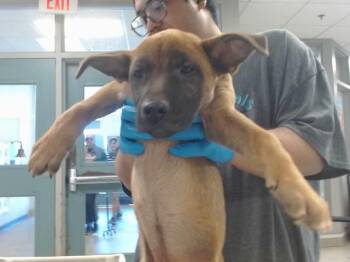 German Shepherd Dog and Mixed Breed Dogs Available for Adoption - A471158 | PetCurious
