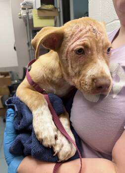 Crouton -  Mixed Breed Dog for Adoption in Nashville, Tennessee - Crouton | PetCurious
