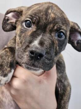 Wilkes fka Pup 3 -  Mixed Breed Dog for Adoption in West Chester, Pennsylvania - Wilkes Fka Pup 3 | PetCurious