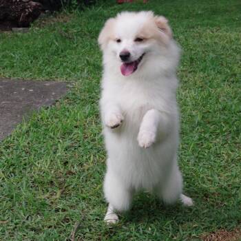Puppy Nova -  Pomeranian Dog for Adoption in Miami, Florida - Puppy Nova | PetCurious
