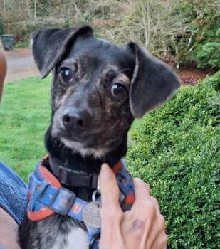 Rescue Terrier Dogs for Adoption in Salem, Oregon - Rigatoni | PetCurious
