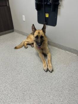 Ace -  German Shepherd Dog Dog for Adoption in Warrenton, Missouri - Ace | PetCurious