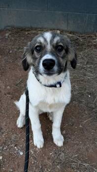 26-600 Monie -  Great Pyrenees and Mixed Breed Dog for Adoption in Barnesville, Georgia - 26-600 Monie | PetCurious